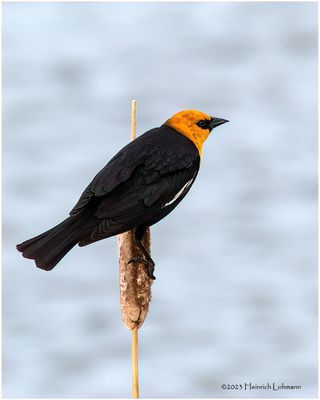 K3316124-Yellow-headed Blackbird-male.jpg