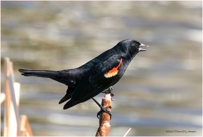 K3316131-Red-winged Blackbird-male.jpg