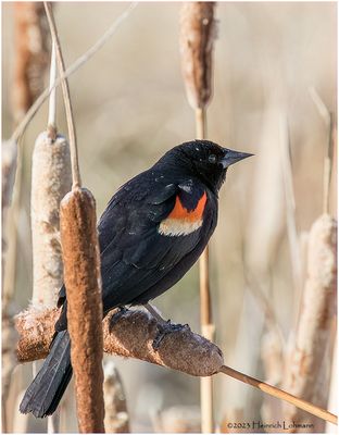 K3316159-Red-winged Blackbird-male.jpg