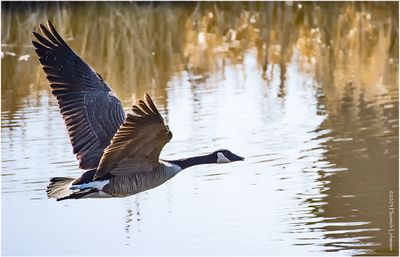 K4230862-Canada Goose.jpg