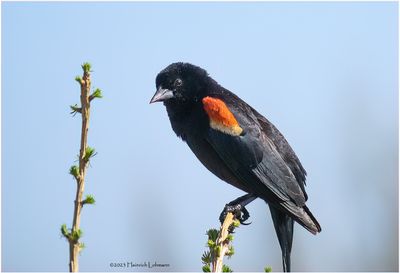 K4230951-Red-winged Blackbird-male.jpg