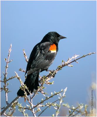 K4230955-Red-Winged Blackbird-male.jpg