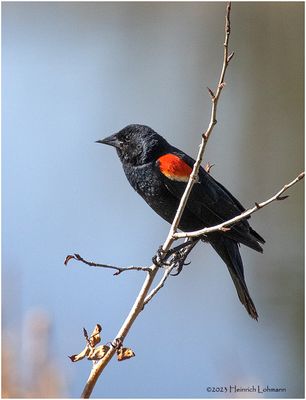 K4230968-Red-Winged Blackbird-male.jpg