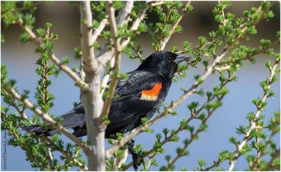 K4230980-Red-Winged Blackbird-male.jpg