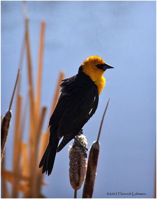 K4230989-Yellow-Headed Blackbird-male.jpg