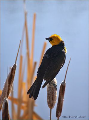 K4230993-Yellow-Headed Blackbird-male.jpg