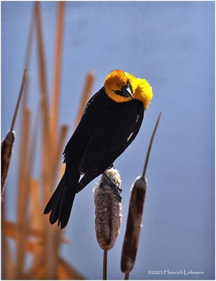 K4231001-Yellow-Headed Blackbird-male.jpg
