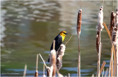 K4231024-Yellow-headed Blackbird-male.jpg