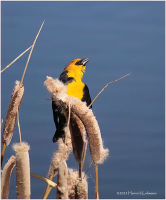 K4231036-Yellow-Headed Blackbird-male.jpg