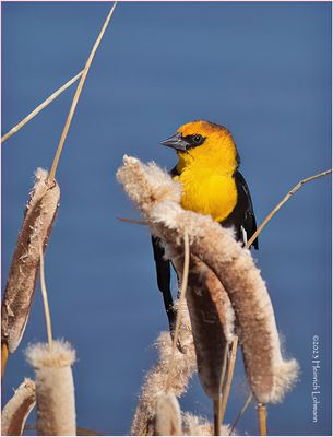 K4231039-Yellow-Headed Blackbird-male.jpg