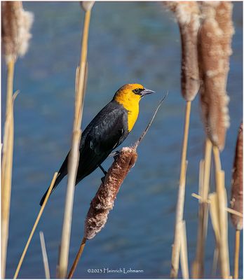 K4231074-Yellow-Headed Blackbird-male.jpg