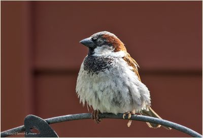 K3316300-Houese Sparrow-male.jpg