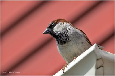 K3316335-House Sparrow-male.jpg