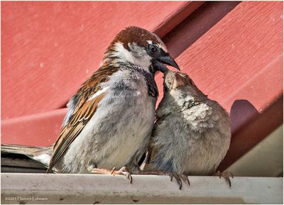 K3316435-House Sparrows.jpg