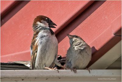 K3316436-House Sparrows.jpg