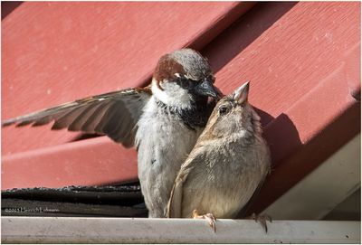 K3316440-House Sparrows.jpg