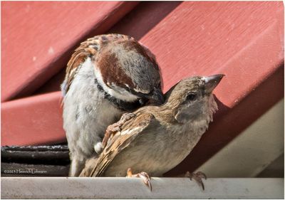 K3316444-House Sparrows.jpg
