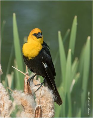 K3316627-Yellow-headed Blackbird-male.jpg