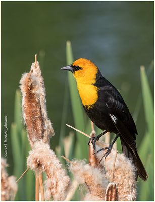 K3316635-Yellow-headed Blackbird.jpg
