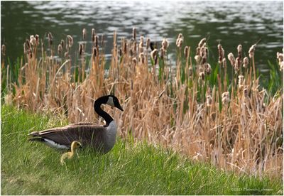 K4232198-Canada Geese.jpg