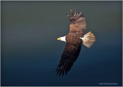K4231617-Bald Eagle Eagle.jpg