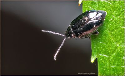 KF000397-Tiny beetle-about 3mm.jpg