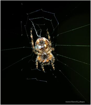 KF000455-tiny Spider.jpg