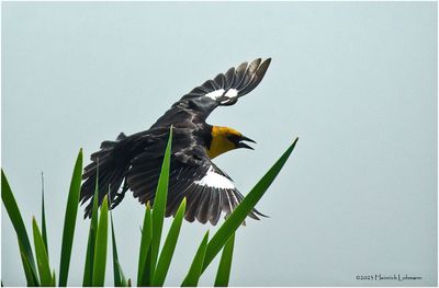 K4232307-Yellow-headed Blackbird.jpg
