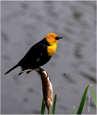 K4232316-Yellow-headed Blackbird.jpg