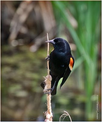 K4232403-Red-winged Blackbird-male.jpg