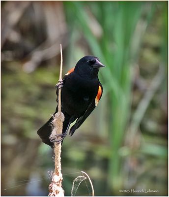 K4232404-Red-0winged Blackbird-male.jpg