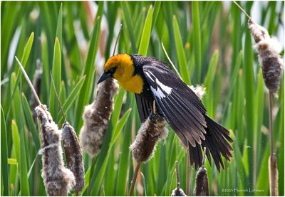 K3316667-Yellow-headed Blackbird-male.jpg