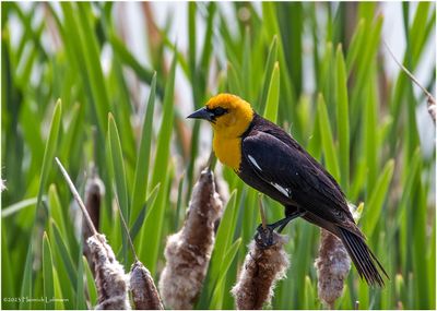 K3316672-Yellow-headed Blackbird-male.jpg