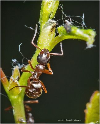 KF000679-Ant farm.jpg