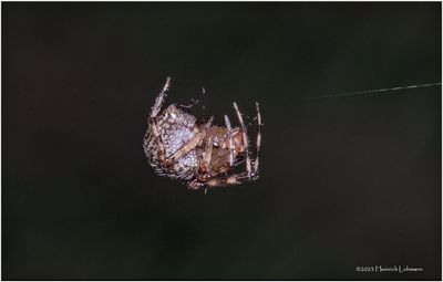 KF000683-tiny spider.jpg