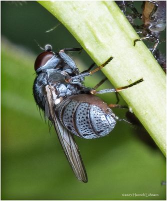 KF000971-unidentified Fly.jpg