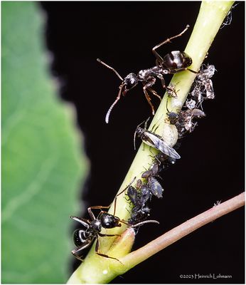 KF000975-Ants starting a new farm.jpg