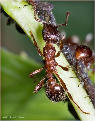 KF001022-little red ant.jpg