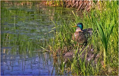 K4232494-Mallard pair.jpg