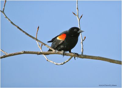 K4232530-Red-winged Blackbird-male.jpg