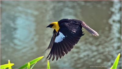 K4232560-Yellow-headed Blackbird-male.jpg