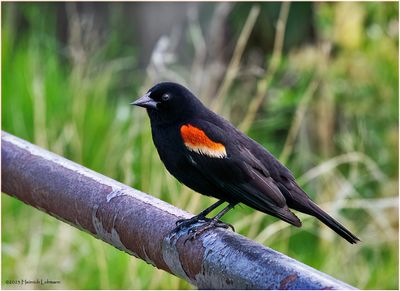 K4232593-Red-winged Blackbird-male.jpg