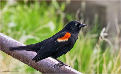 K4232599-Red-winged Blackbird-male.jpg
