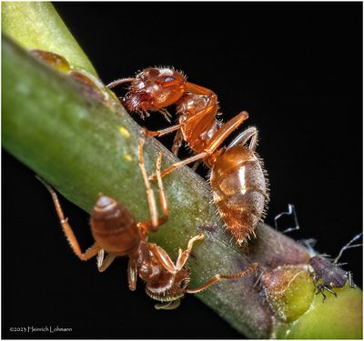KF001151-Ants.jpg