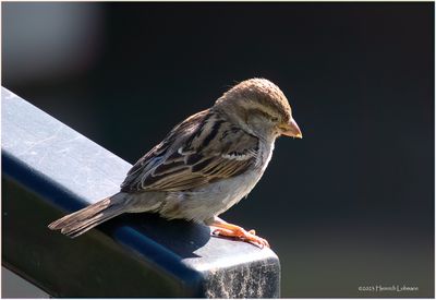 K4232800-House Sparrow-female-juvenileile.jpg