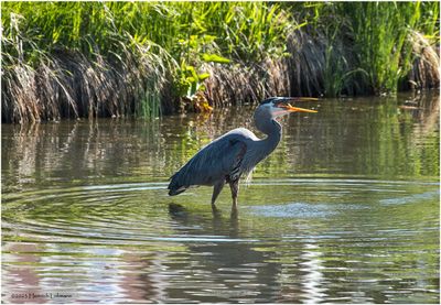 K3316770-Great Blue Heron.jpg