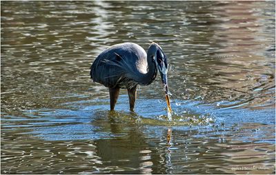 K3316793-Great Blue Heron.jpg