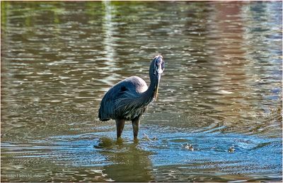 K3316799-Great Blue Heron.jpg