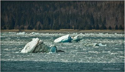 K4231243-Yakutat Bay.jpg