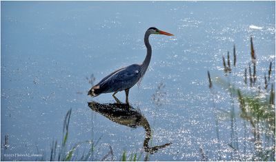 K4232889-Great Blue Heron.jpg